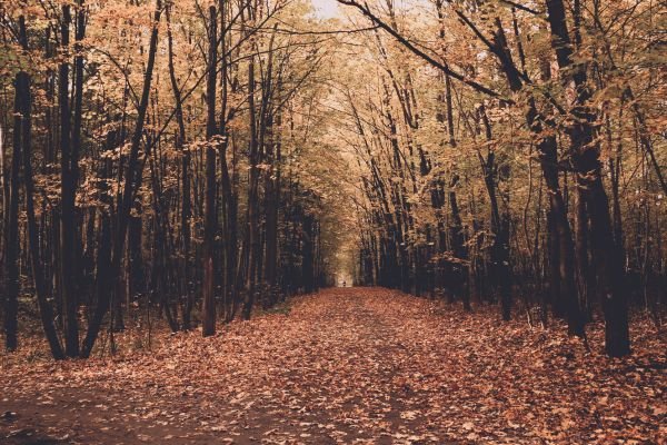 A Prayer for November Blessings